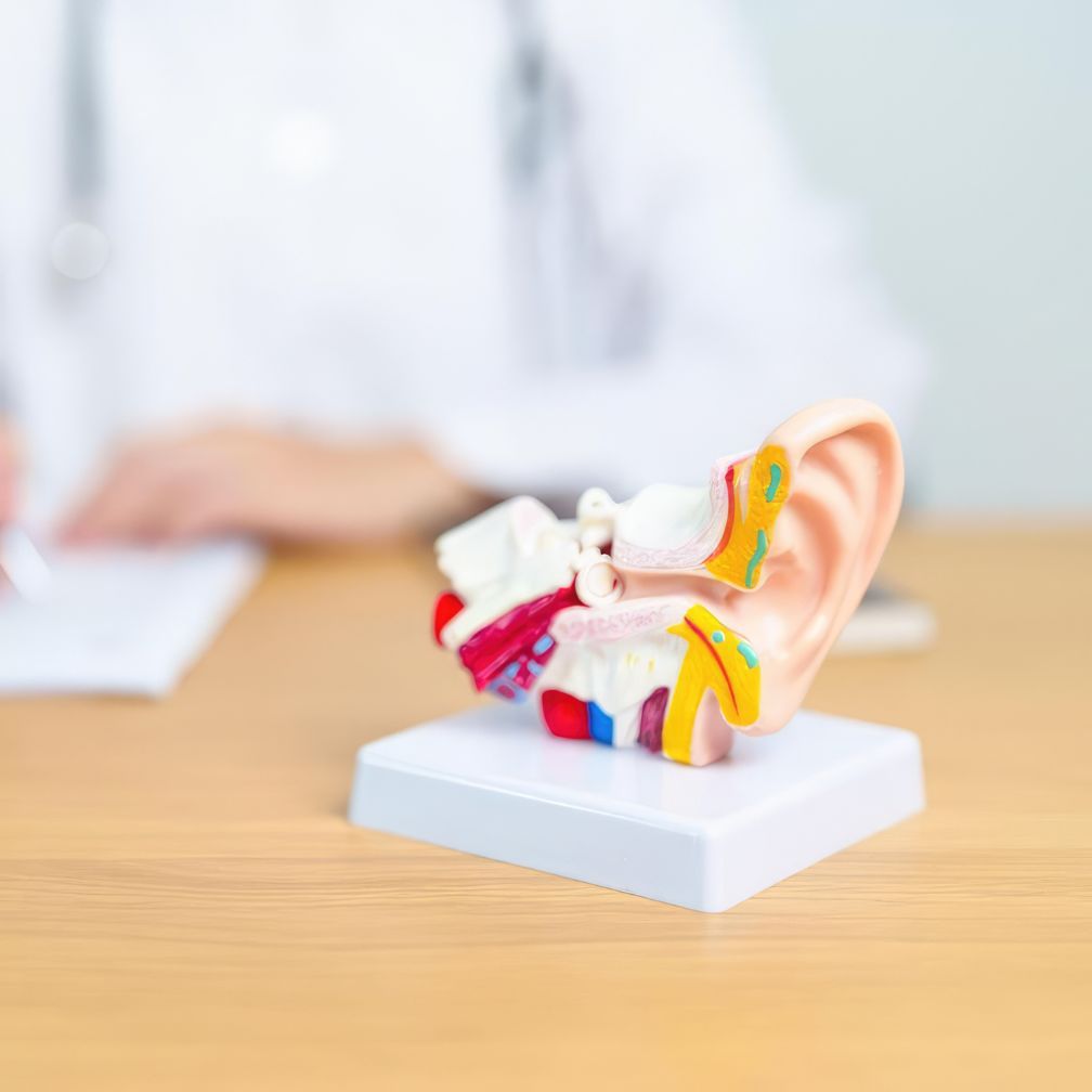 A detailed model of a human ear sits on a desk, with a blurred person in a white coat writing in the background.